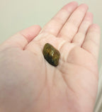 Variegated Tiger's Eye - Freeform Polished (Size S)